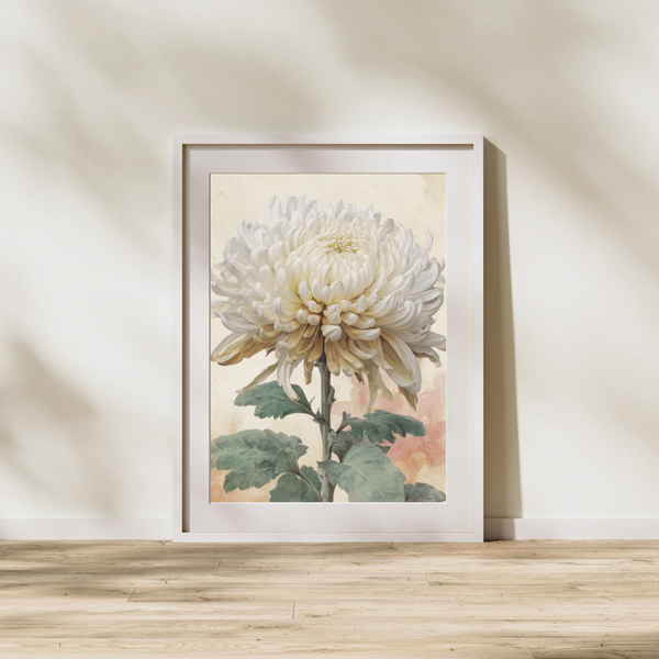 Chrysanthemum Bloom